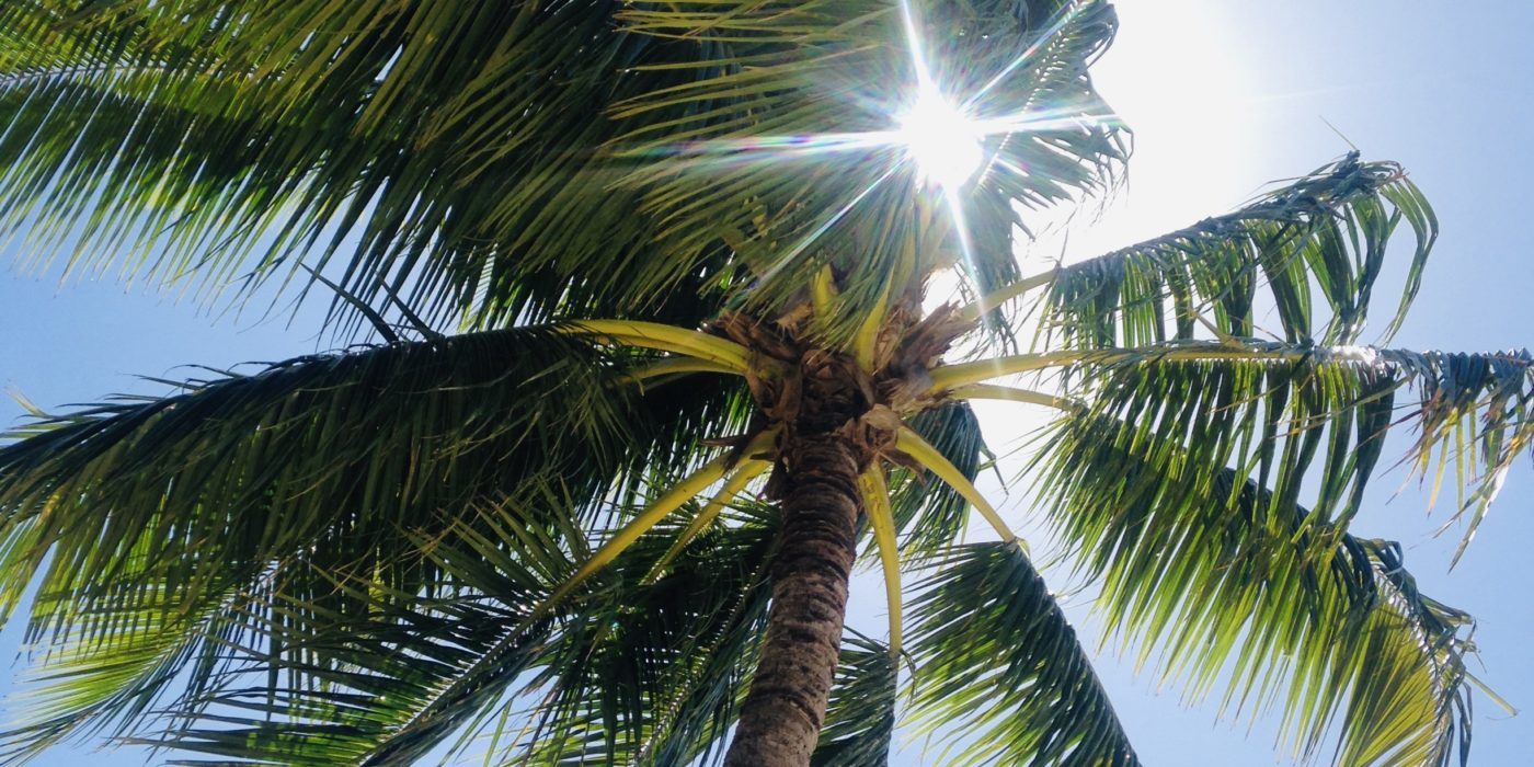 Palm tree in Redondo Beach